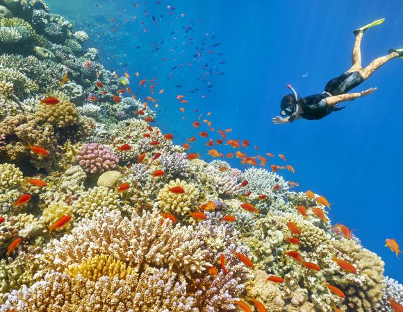 Snorkeling at Mahmya Island from Hurghada